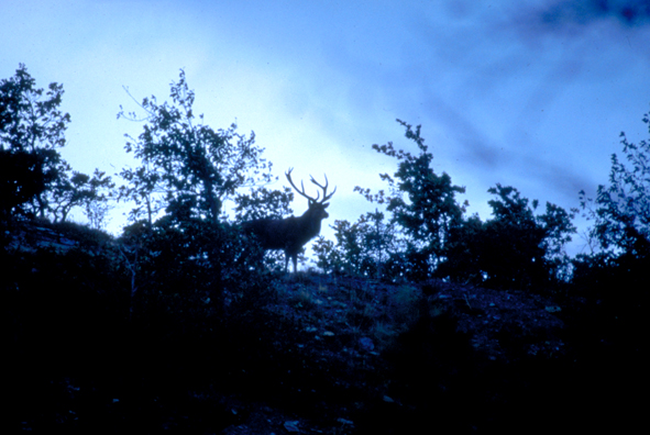 Strategie riproduttive del cervo (Cervus elaphus)